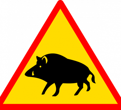 Battue de chasse au sanglier