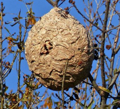 Nid de frelons asiatiques